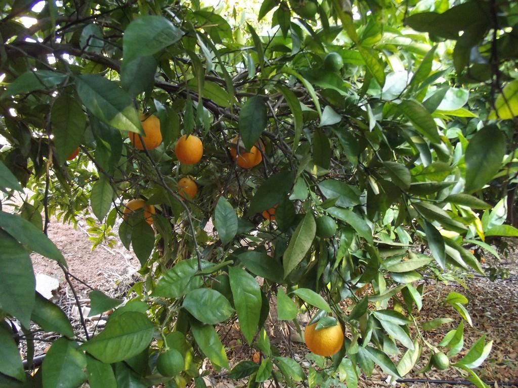 Vila Da Mesa Algoz Zewnętrze zdjęcie